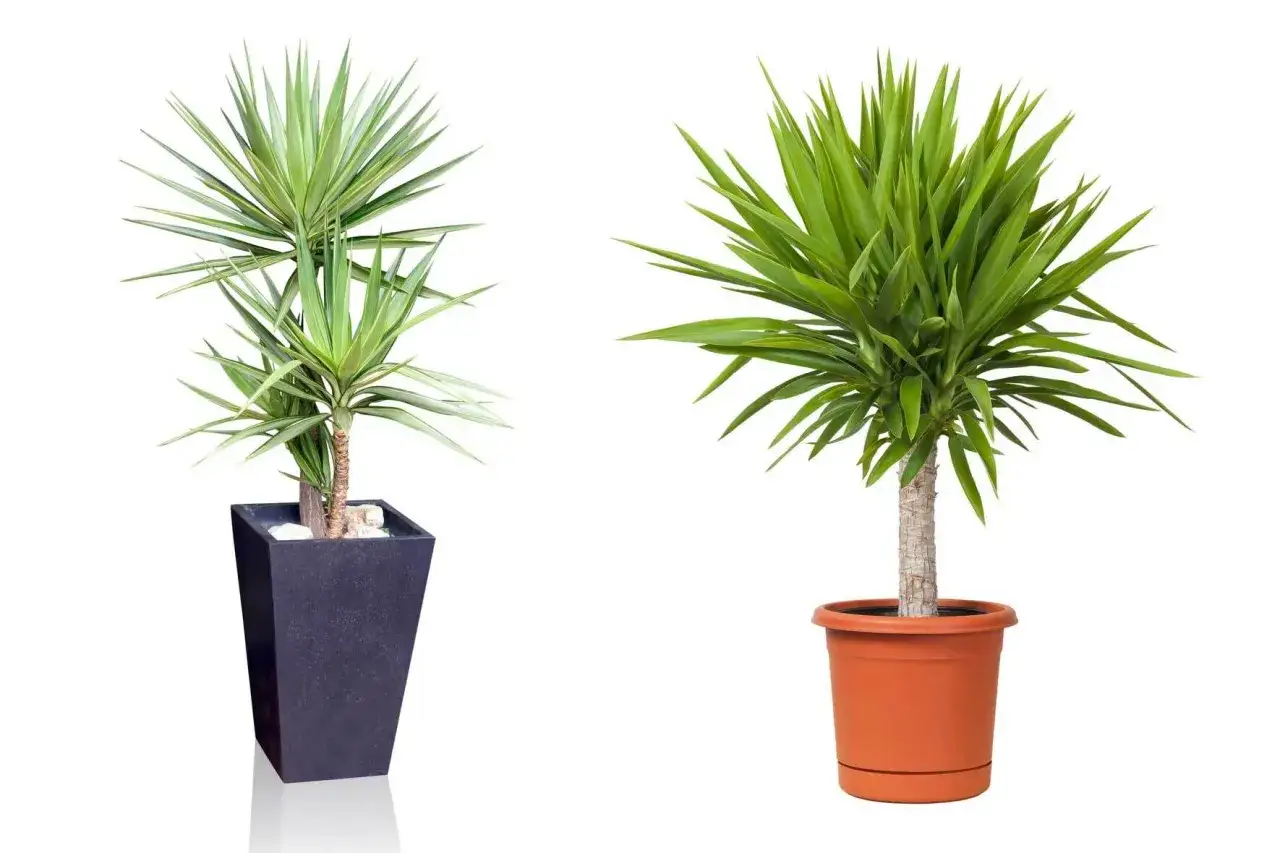 Zwei Yucca-Palmen in Töpfen. Die linke in einem dunklen, hohen Topf, die rechte in einem orangen. Tipps zur Yucca Palme Pflege.