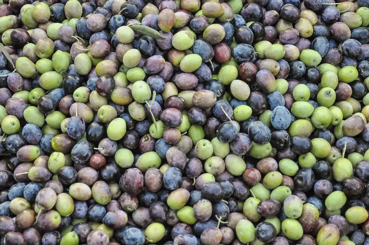 Un mare di olive verdi e nere, pronte per diventare olio. Quante olive per un litro di olio? Un bel po'!