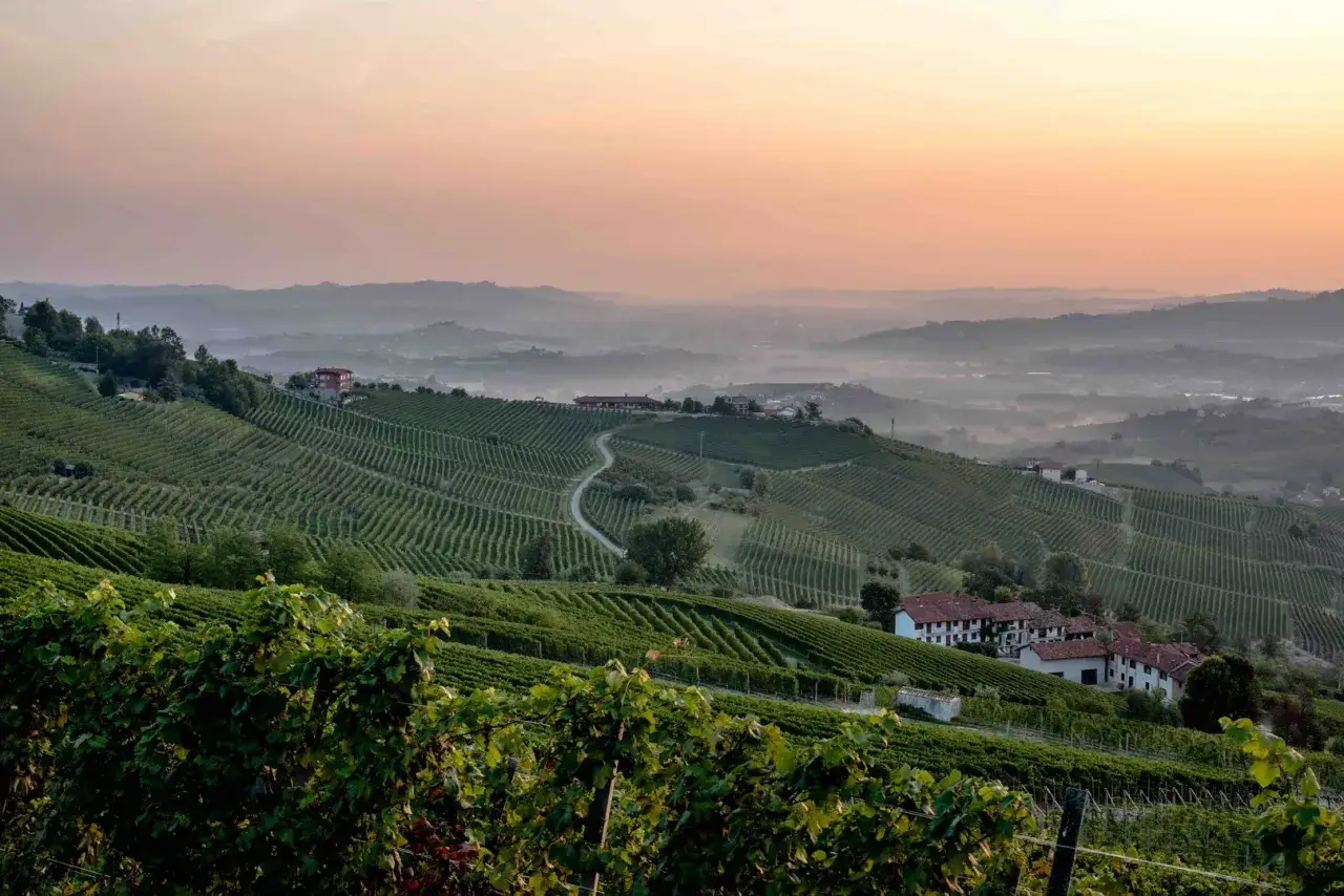 Sanfte Hügel mit Weinreben, die sich bis zum Horizont erstrecken. Ein perfekter Ort für einen Barolo 2018.