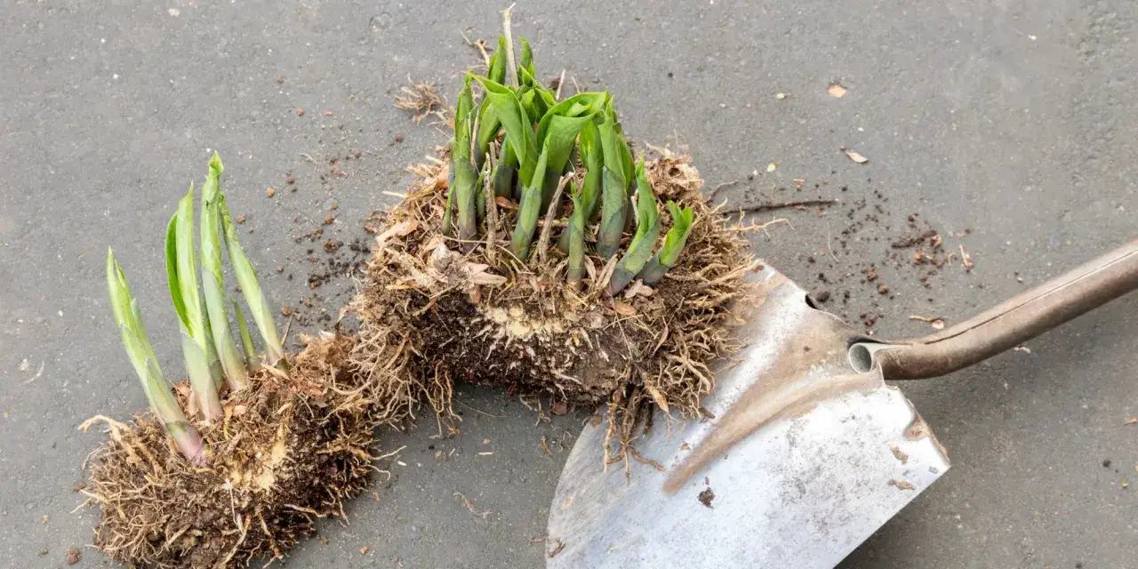 Hosta-plantor med rötter och en spade, redo att dela perenner för att skapa fler växter.