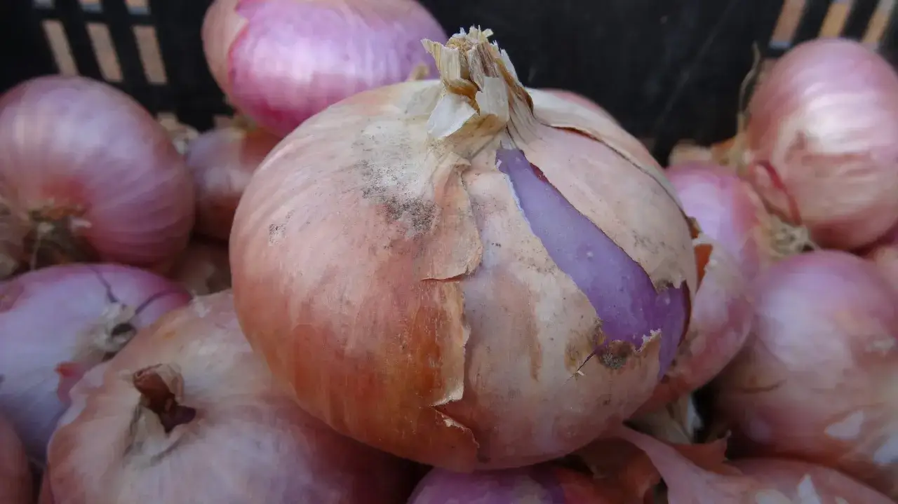 Cebolla de Figueres