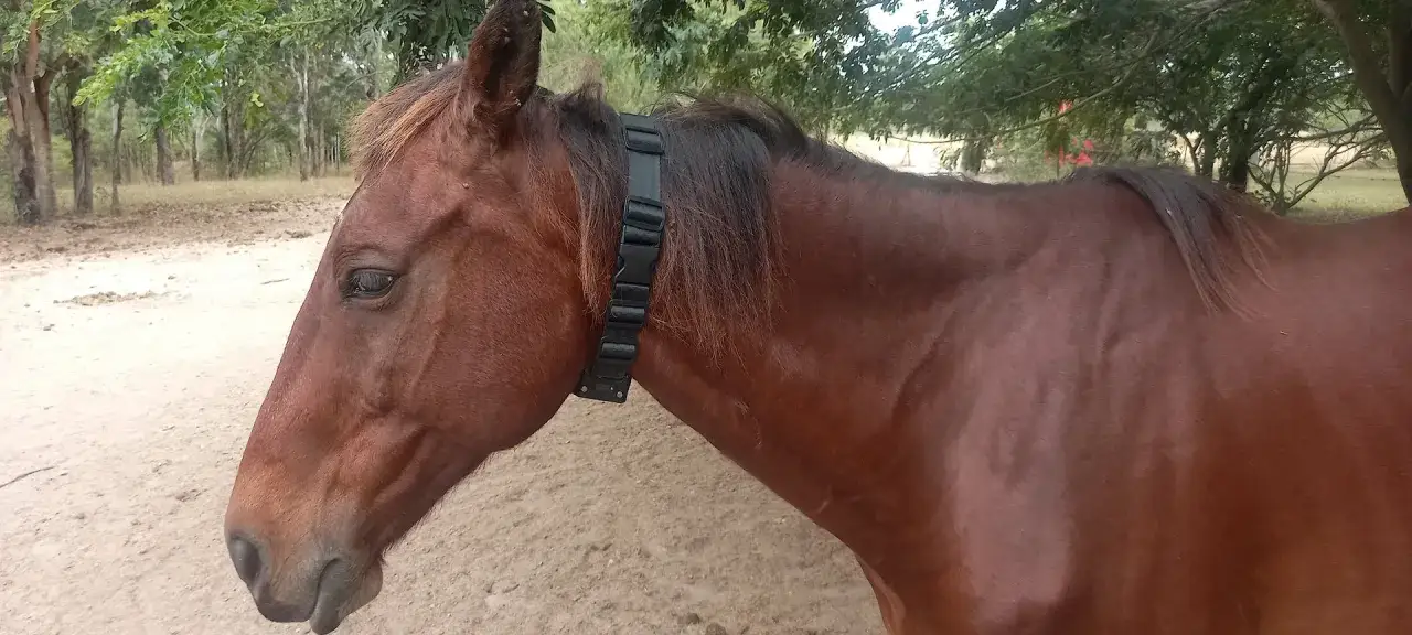 Braunes Pferd mit schwarzem Halsband, das wie ein horse tracker aussieht, steht auf sandigem Boden unter B&auml;umen.