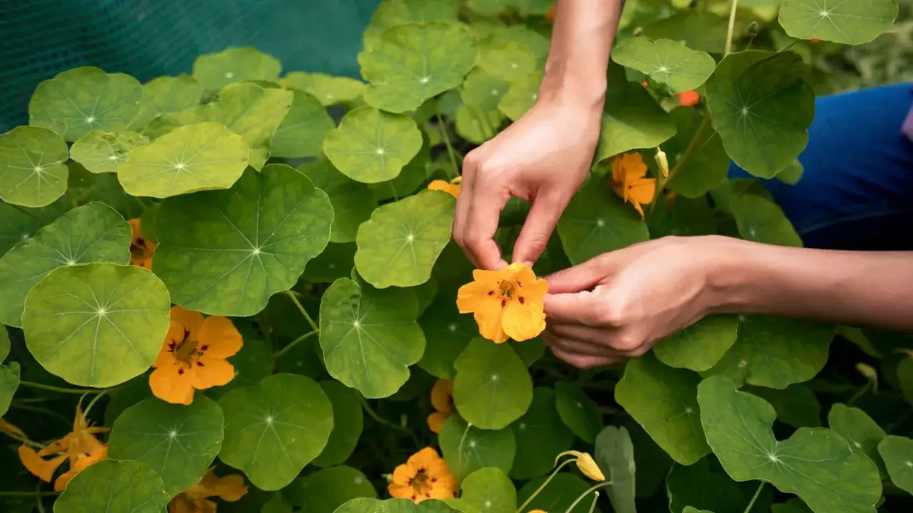 Hände ernten eine leuchtend gelbe Kapuzinerkresseblüte inmitten üppiger grüner Blätter. Der ideale kapuzinerkresse standort ist sonnig.