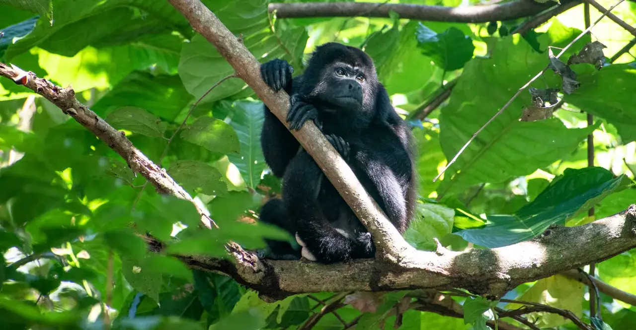 Mono aullador negro posa en una rama en Manuel Antonio, Costa Rica, rodeado de exuberante vegetación verde.