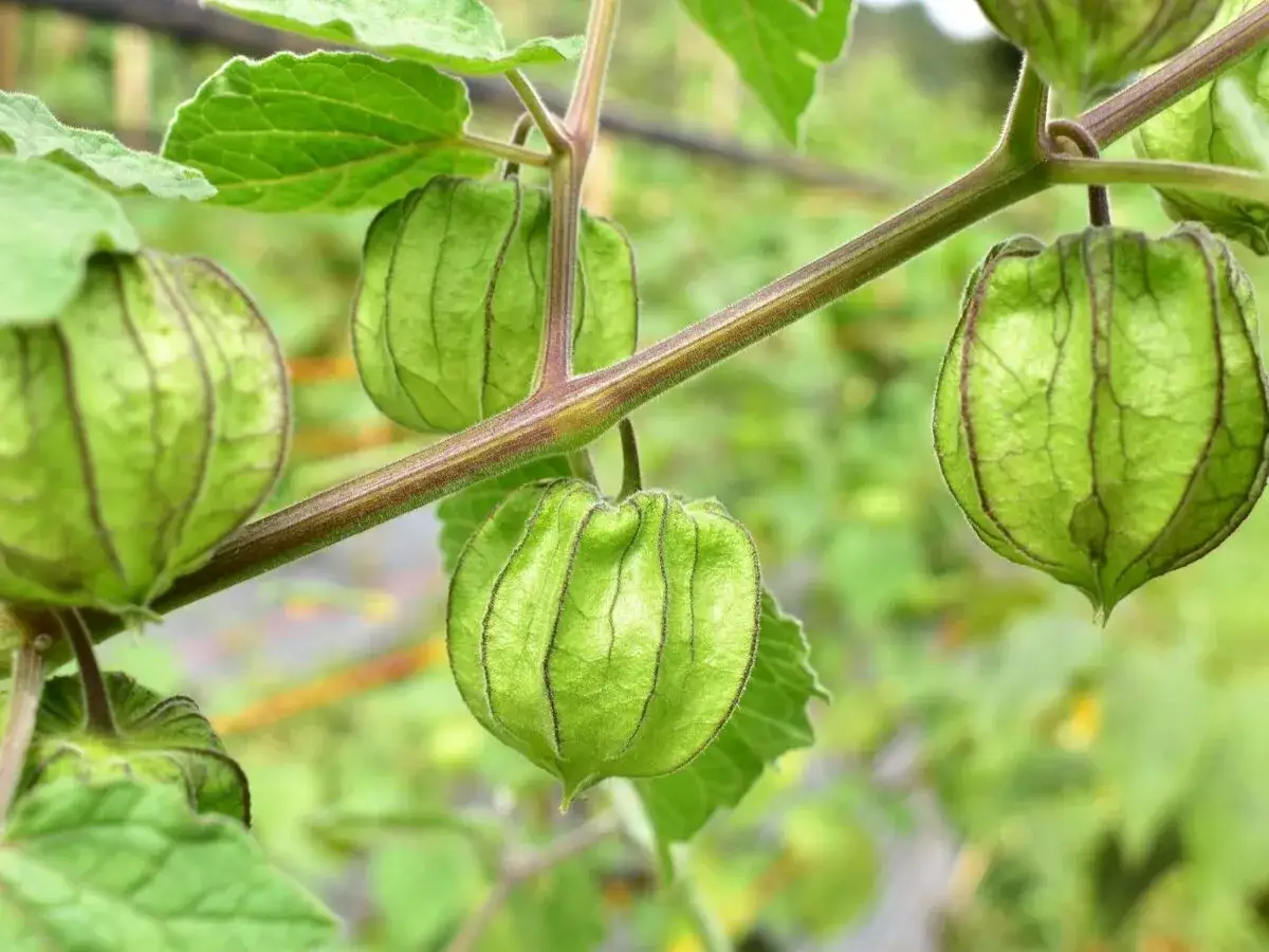 Grüne Physalis-Früchte hängen an einem Zweig, bereit zum Physalis ernten.