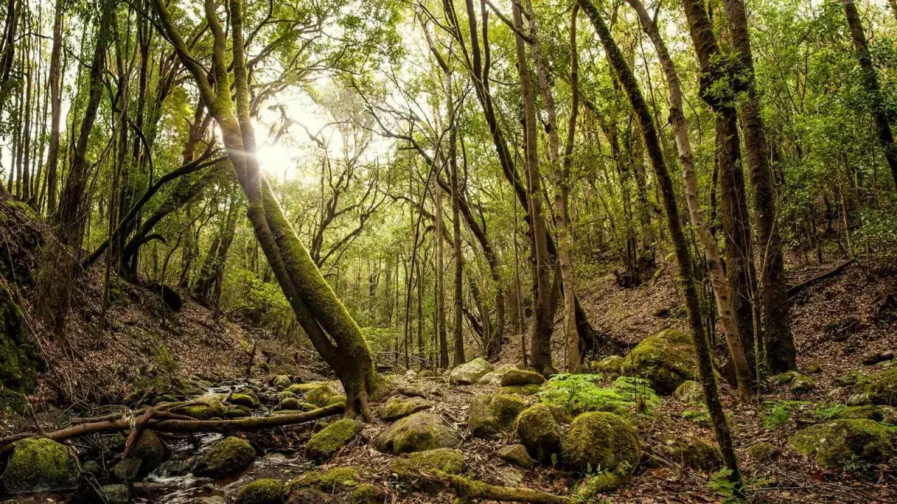 Park Narodowy Garajonay, La Gomera