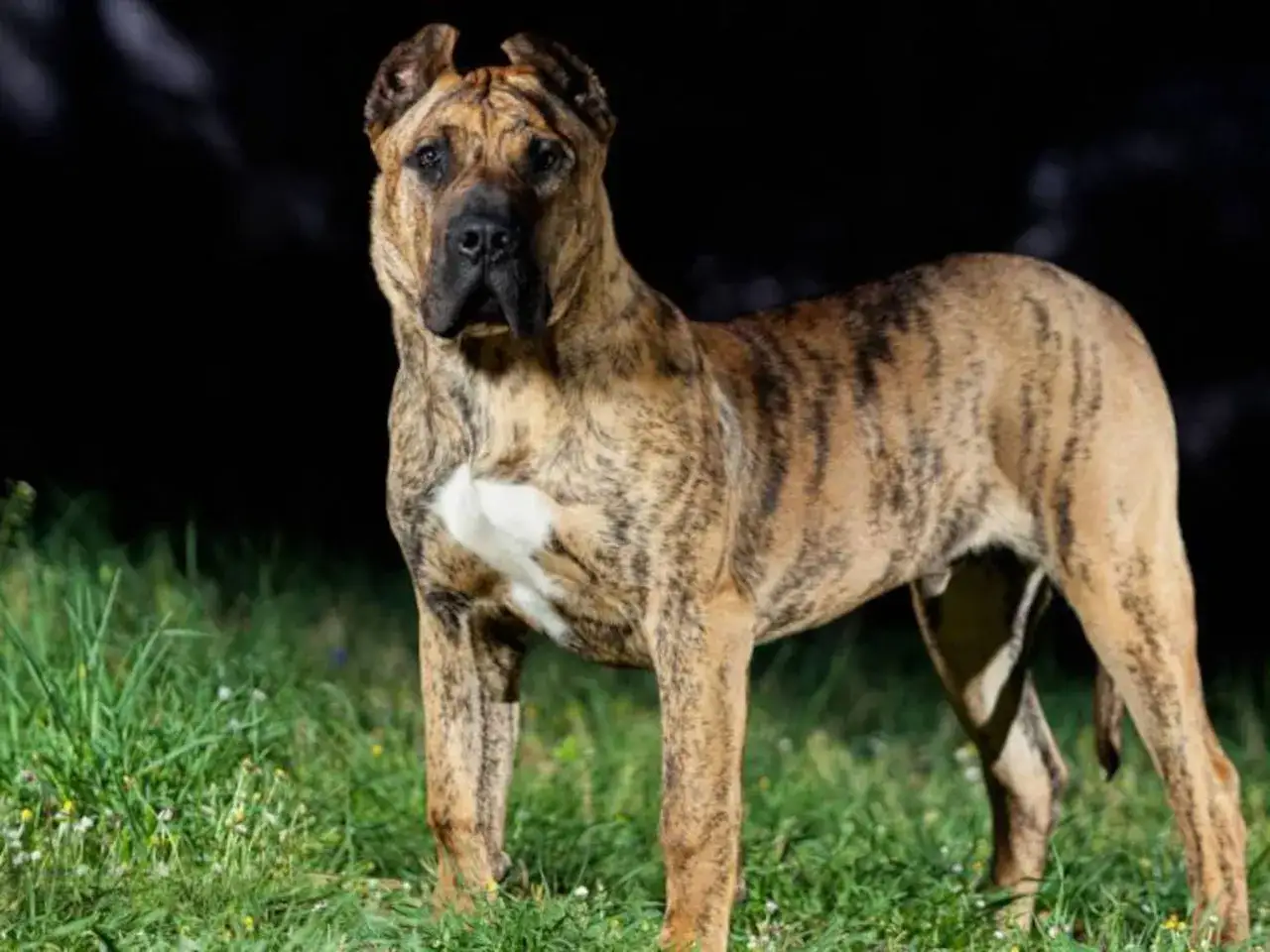 Majestuoso presa canario de pelaje atigrado, con una mirada penetrante, posa en un prado verde bajo la oscuridad de la noche.