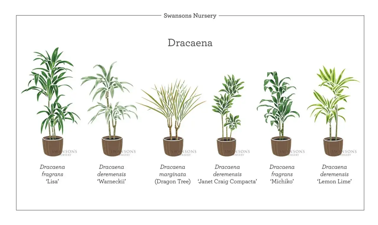 Ilustracja przedstawia różne odmiany draceny: 'Lisa', 'Warneckii', 'Dragon Tree', 'Janet Craig Compacta', 'Michiko' i 'Lemon Lime'.