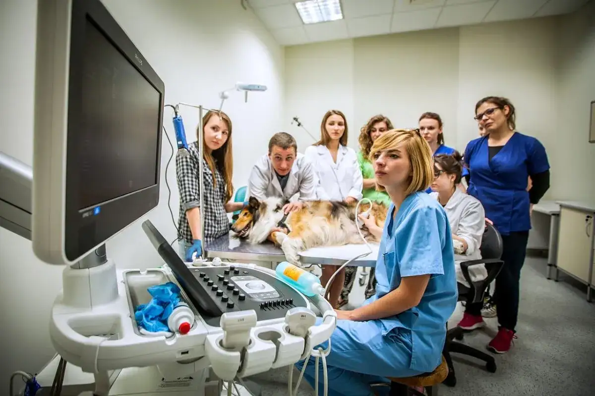 Studenci weterynarii w Lublinie uczą się obsługi aparatu USG na psie.