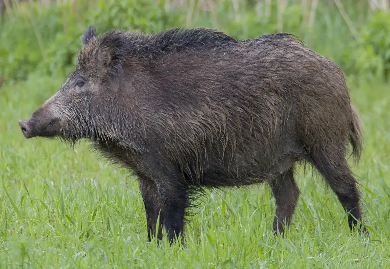 Dziki, dorosły dzik stoi na zielonej łące. Jego sierść jest ciemna i mokra. Ile waży dzik dorosły? Zwykle od 50 do 150 kg.