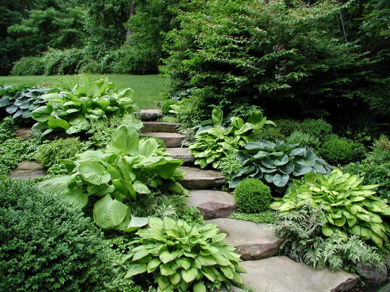 Ein &uuml;ppiger Garten mit Hosta-Pflanzen und Steinplatten, die einen Weg bilden. Ein perfekter funkien standort.