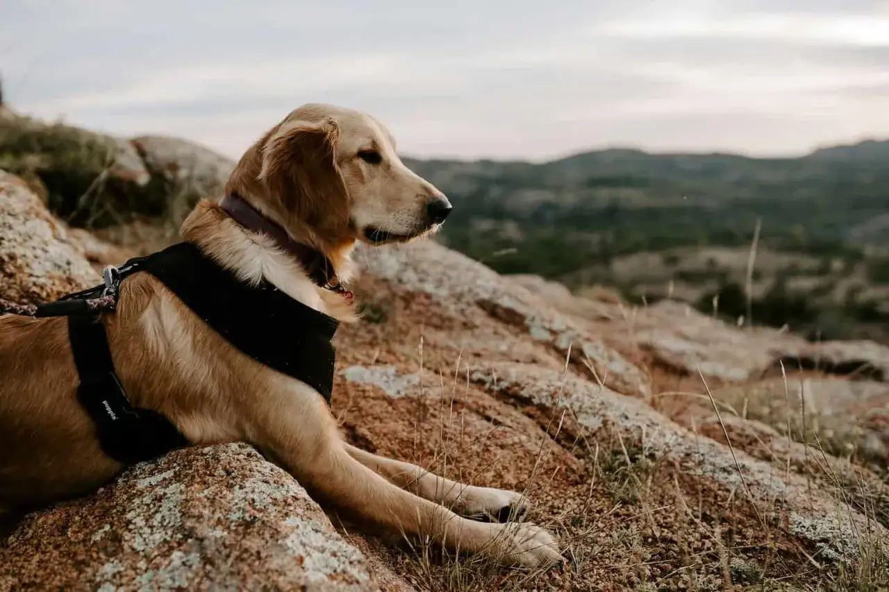 Złoty retriever w kamizelce odpoczywa na skale, podziwiając widok. Idealny kompan na wyprawę w g&oacute;ry z psem.
