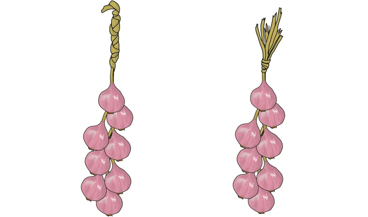 Due trecce di cipolle rosa, una con la treccia intrecciata, l'altra con steli legati. Ideale per capire quando raccogliere le cipolle.
