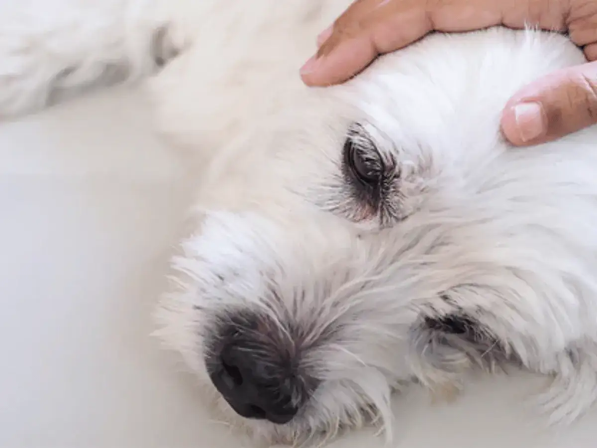 Main d'un humain caressant la tête d'un chien blanc, peut-être lors d'une crise d'épilepsie en dormant.