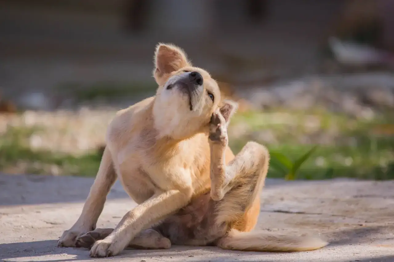 Ein Hund kratzt sich am Ohr, geplagt von Juckreiz.