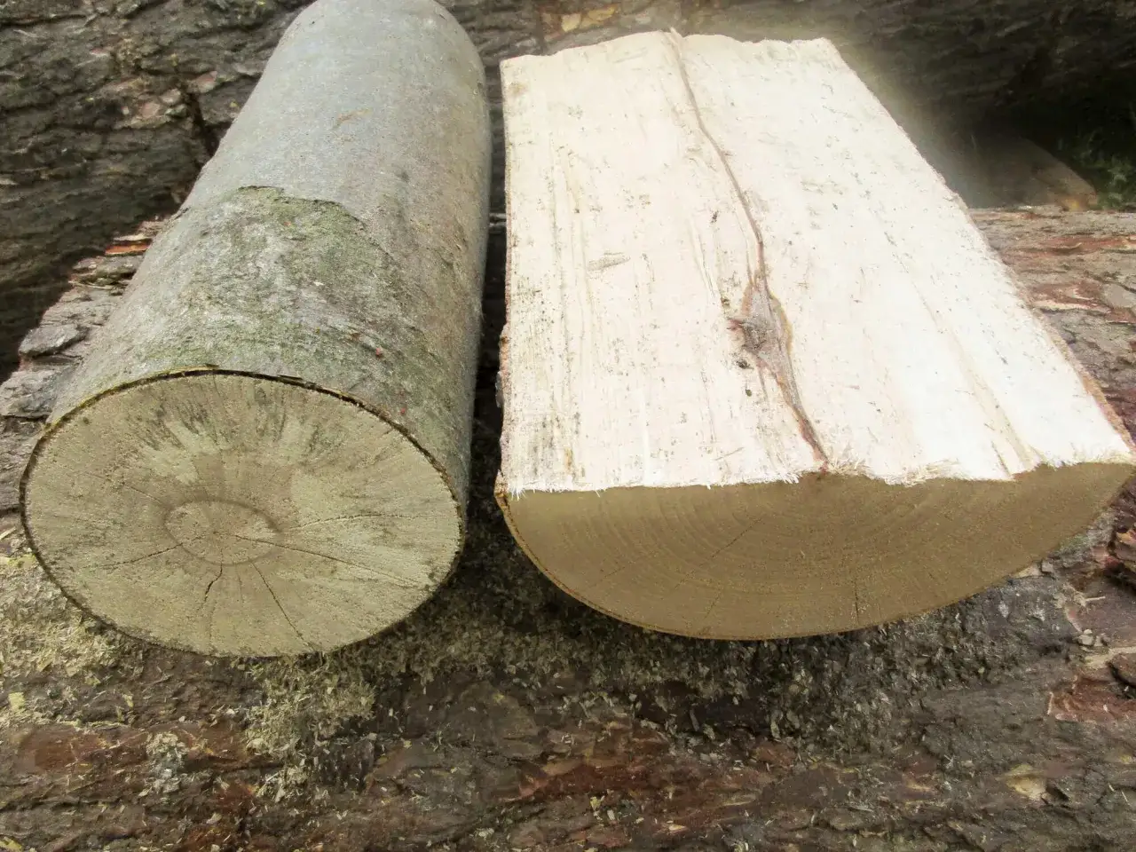 Zwei Baumst&auml;mme liegen auf dem Waldboden. Einer ist rund, der andere gespalten. Ist Pappel gutes Brennholz?