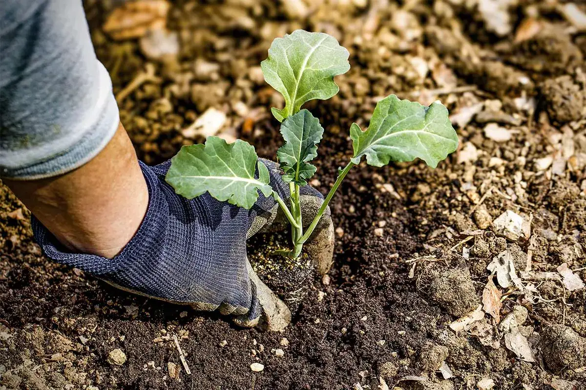 Main d'un jardinier ganté en train de planter un jeune plant de brocolis dans la terre.