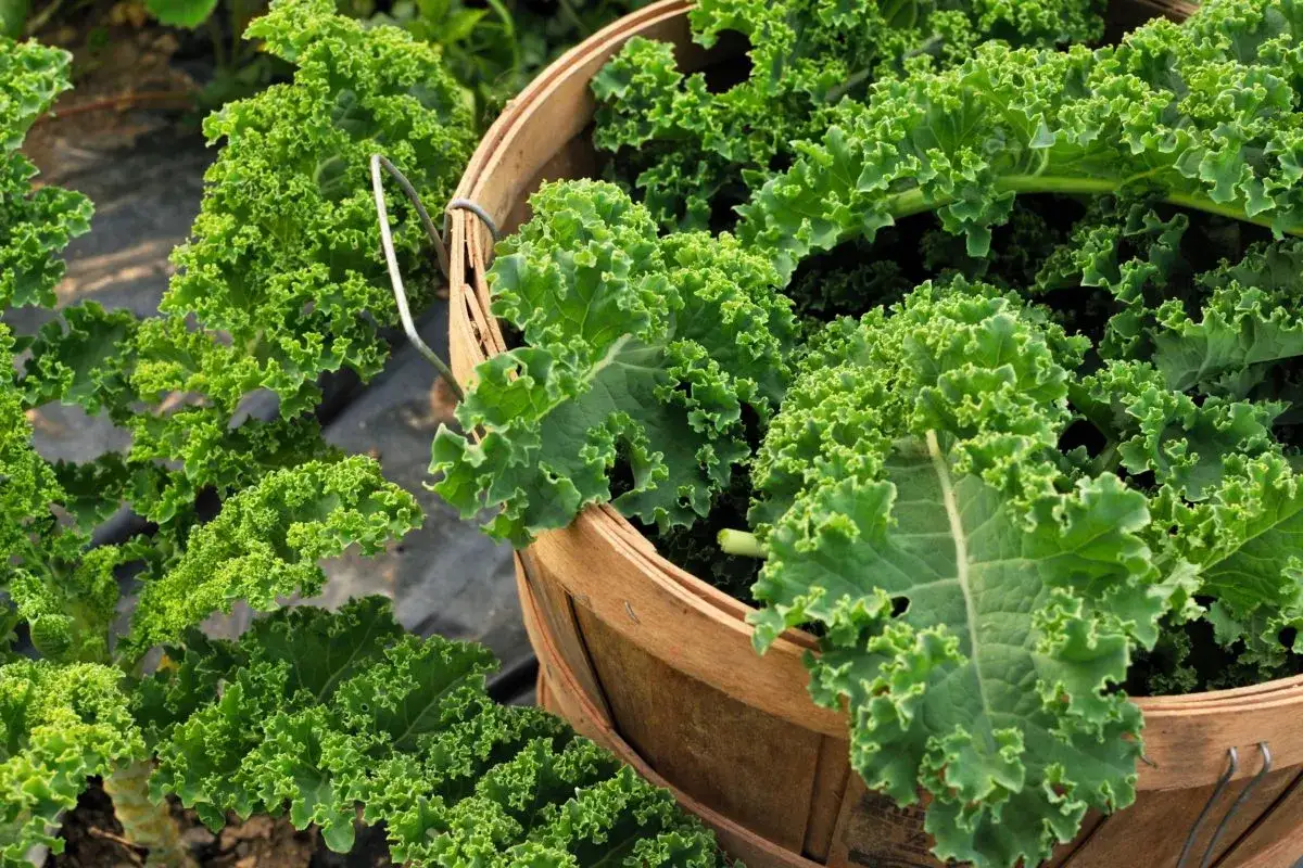 Un panier en bois déborde de chou kale frais et frisé, prêt à être cuisiné. Des feuilles vertes luxuriantes s'étendent à l'extérieur du panier.