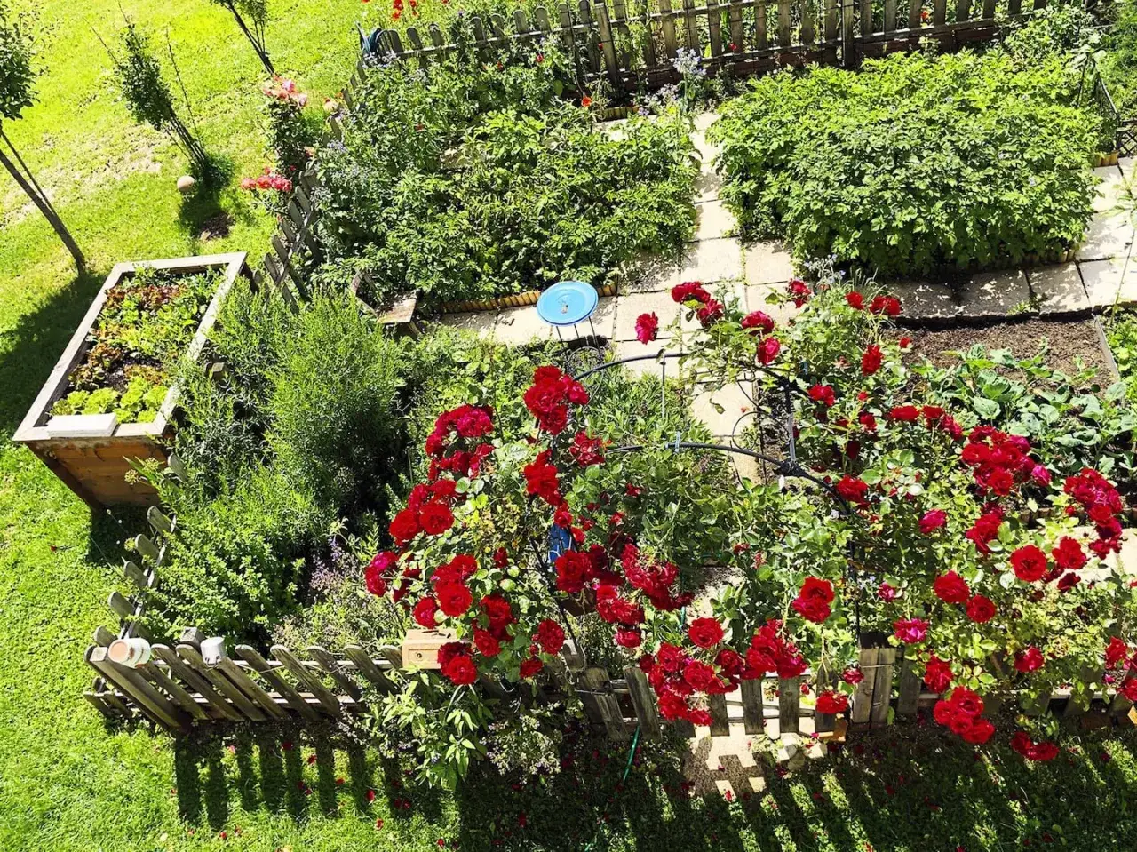 Ein üppiger bauerngarten pflanzen mit roten Rosen, Salat im Hochbeet und grünen Sträuchern.