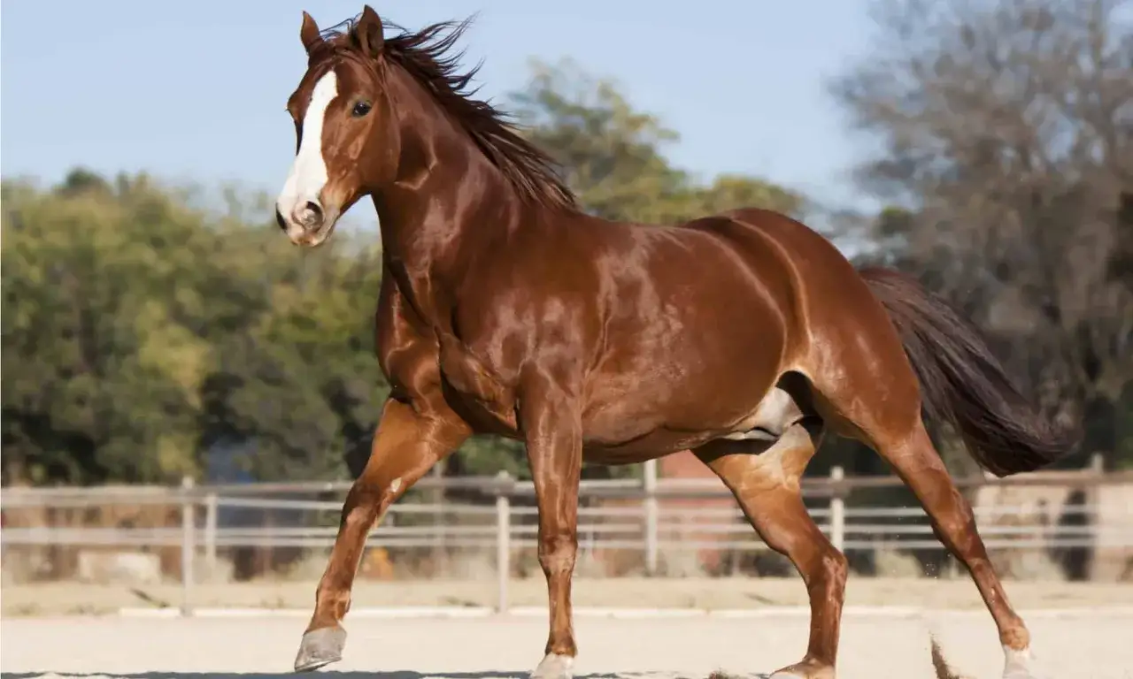 Ein brauner American Quarter Horse galoppiert auf einem Sandplatz.