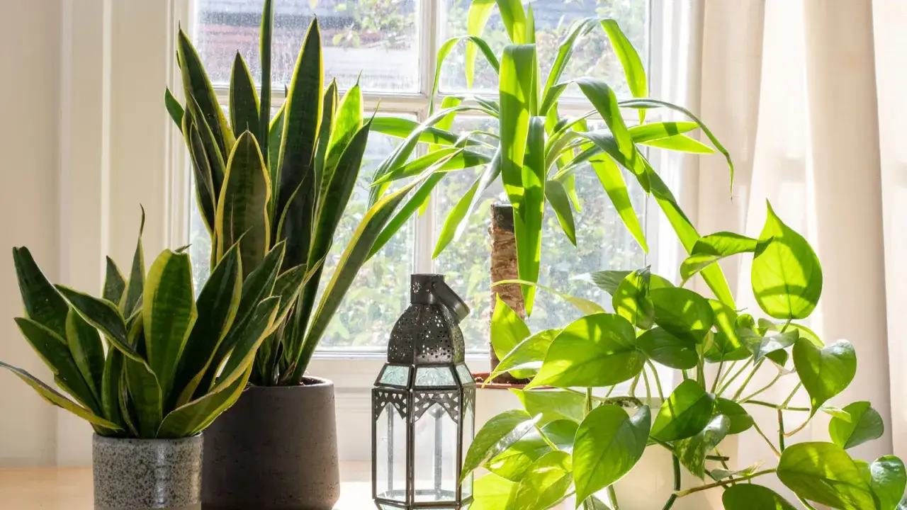 Grüne Zimmerpflanzen, darunter Bogenhanf und Efeutute, gedeihen an einem sonniger Standort am Fenster. Ein dekorativer Laternenständer steht zwischen ihnen.