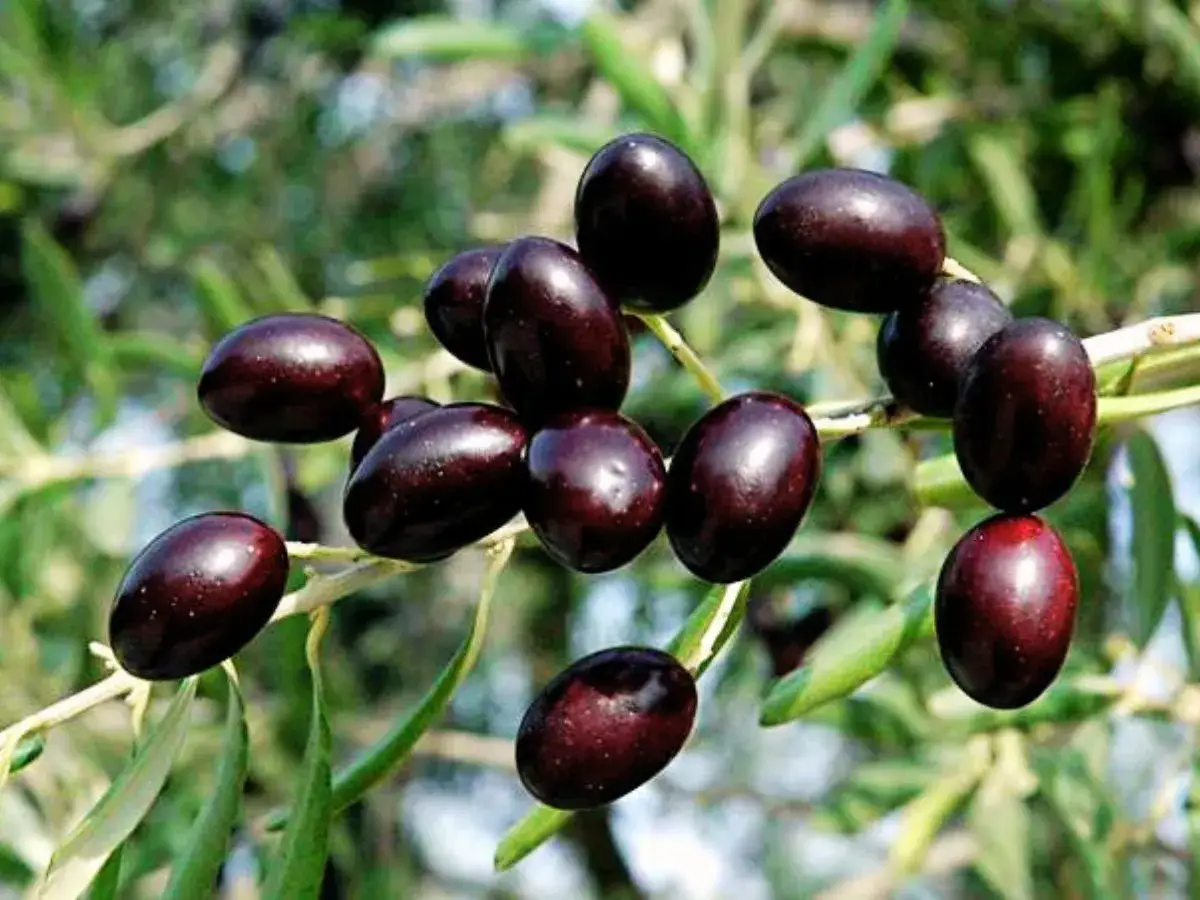 Racimo de aceitunas oscuras, listas para ser recolectadas. Podr&iacute;an ser de la variedad empeltre o arbequina, perfectas para un aceite de calidad.