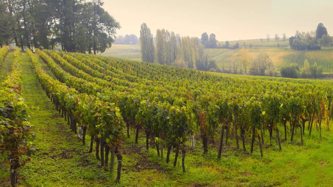 Reihen von Weinreben erstrecken sich über sanfte Hügel, ein malerischer Anblick, der an die besten Pomerol-Weine erinnert.