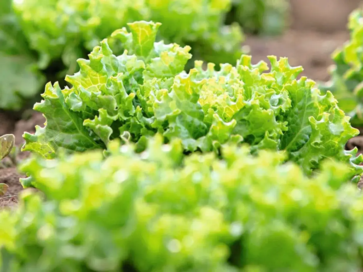 Salades vertes et frisées, prêtes à être repiquées. Le jardinier se demande quand repiquer les salades avec la lune pour une meilleure récolte.