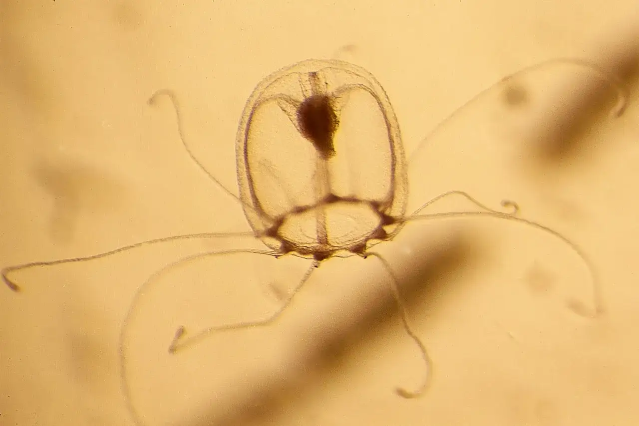 Una medusa immortale, trasparente e delicata, con tentacoli sottili che si estendono nell'acqua.