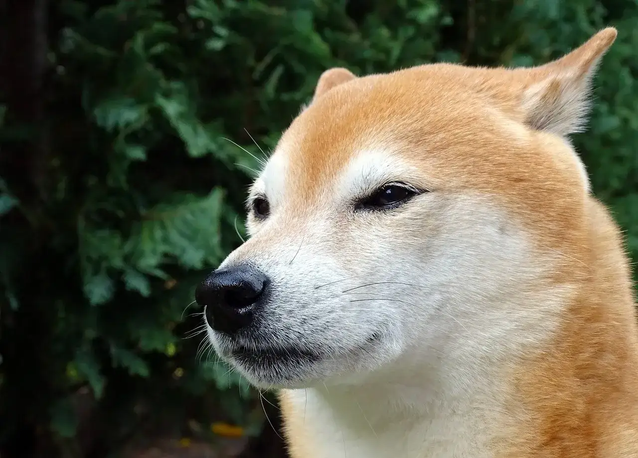 Uroczy shiba inu pies z rudym futrem i czarnym nosem, spogląda w bok na tle zielonych liści.
