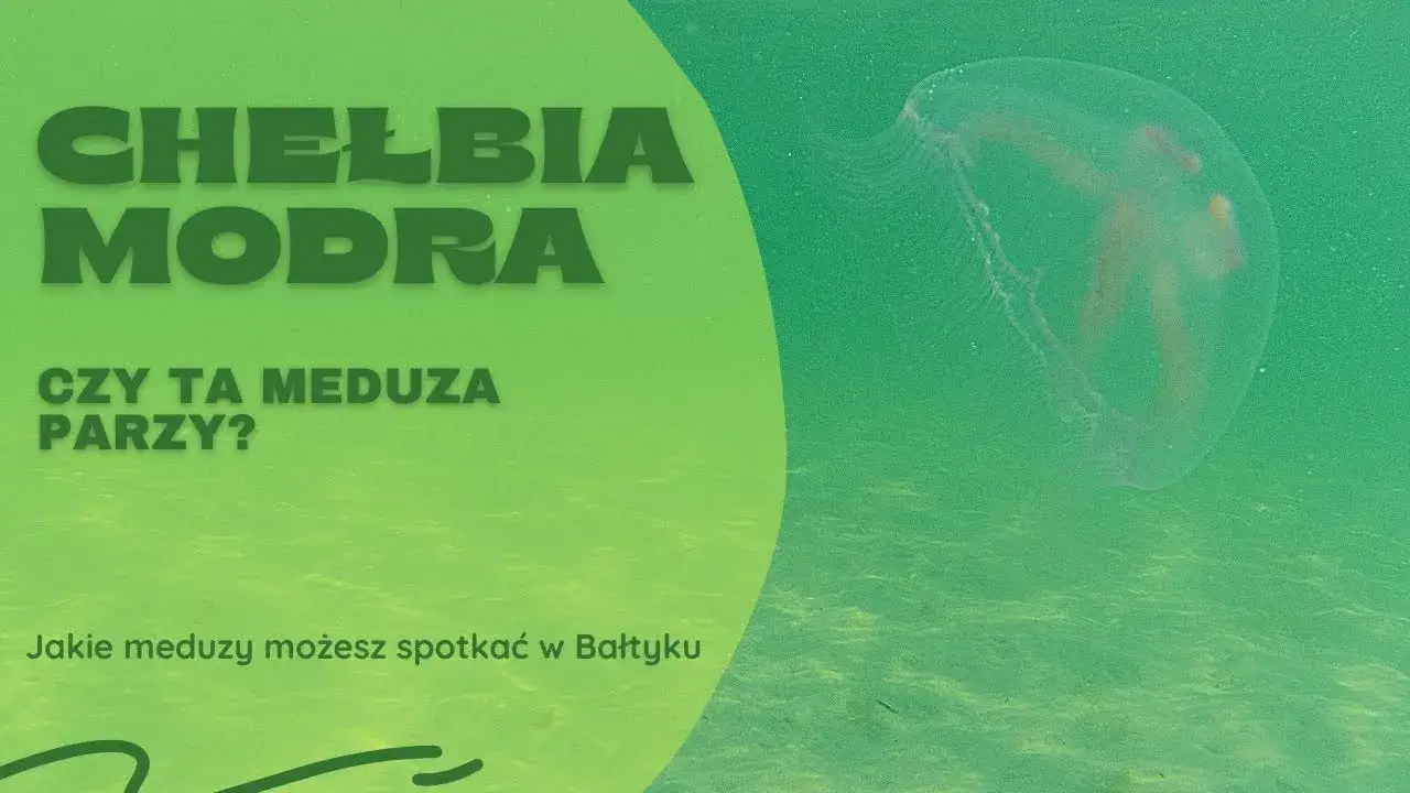 Zdjęcie Czy meduzy w Bałtyku parzą? Dowiedz się, które są niebezpieczne