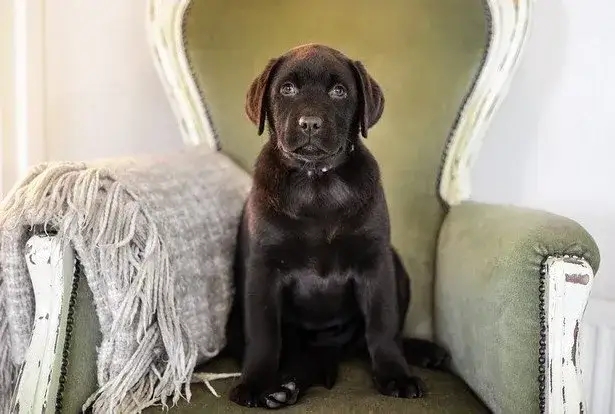Zdjęcie Czy labrador uczula? Odkryj, co musisz wiedzieć przed zakupem psa