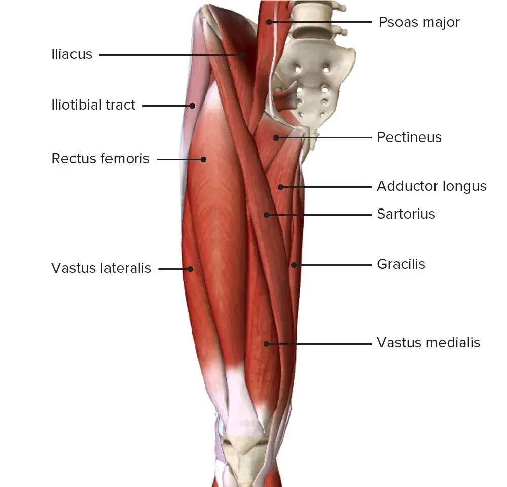 Zdjęcie Músculos del muslo: conoce su anatomía y funciones esenciales