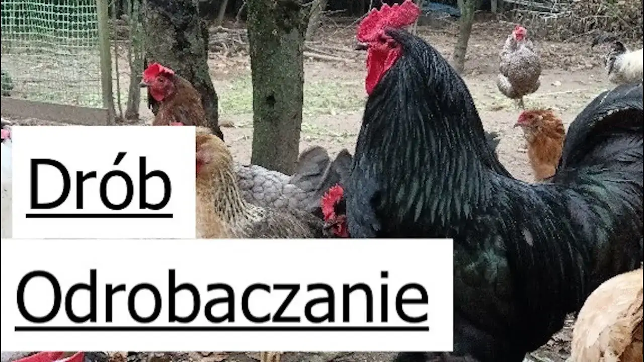 Zdjęcie Jak skutecznie odrobaczyć kury? Poznaj najlepsze metody i środki