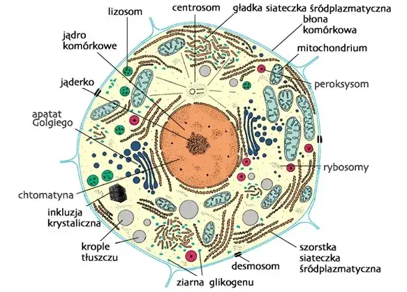 Zdjęcie Co to jest komórka w biologii? Zrozum podstawowe funkcje i znaczenie