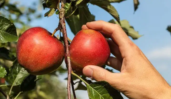 Zdjęcie Sezon na jabłka kiedy? Sprawdź, kiedy najlepiej je zbierać