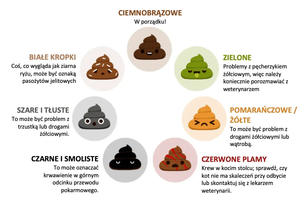 Zdjęcie Żółty kał u psa: co oznacza zmiana koloru i możliwe przyczyny?