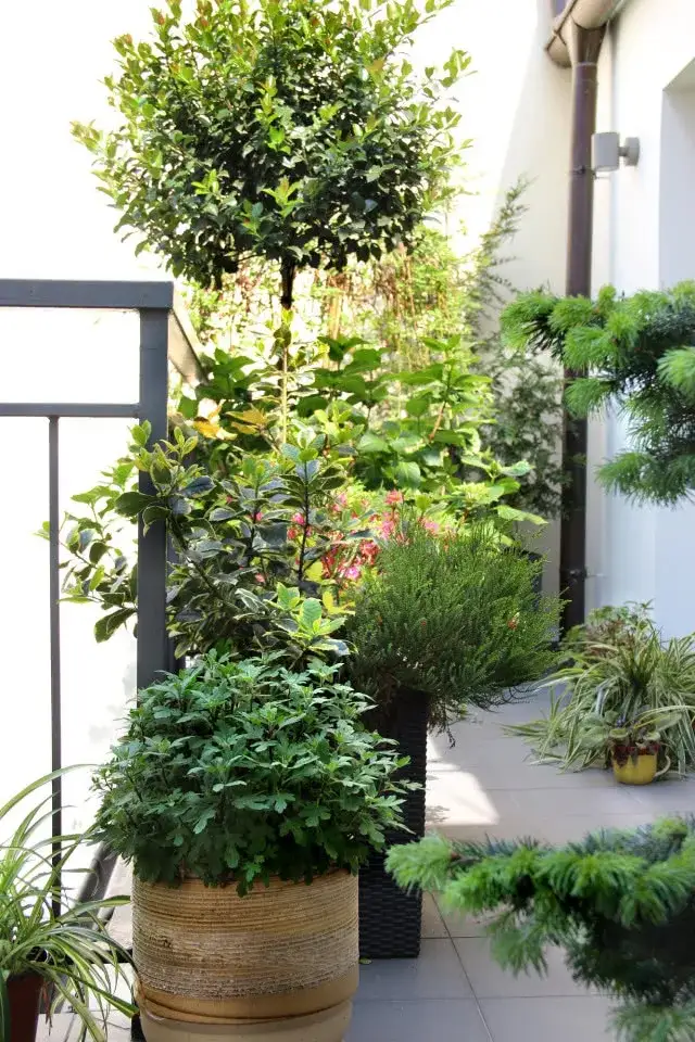 Zdjęcie Jakie krzewy na balkon - wybierz piękne i łatwe w pielęgnacji rośliny