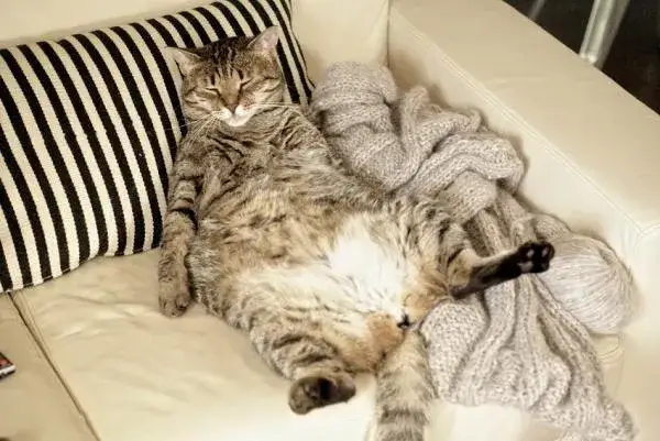 Zdjęcie ¿A los gatos les gusta que les toquen la panza? Lo que debes saber