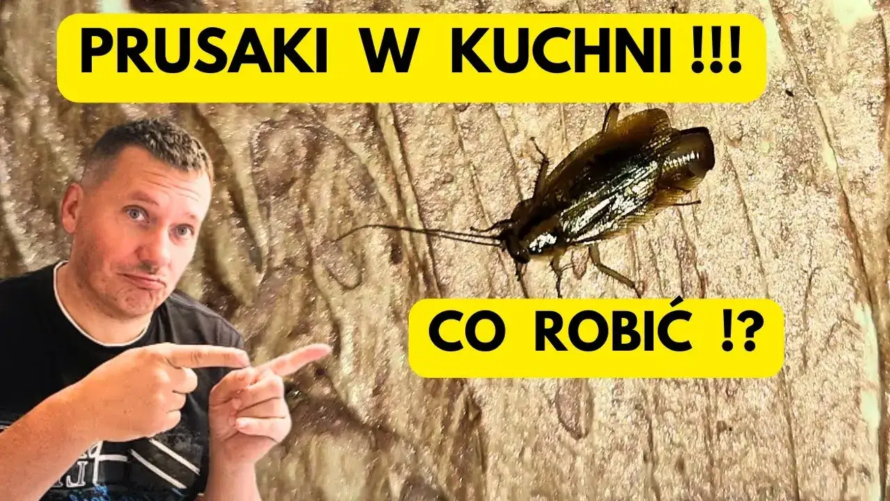 Zdjęcie Skuteczne metody na wytępienie prusaków w bloku bez bólu głowy