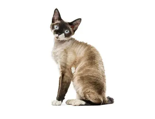 Zdjęcie Devon Rex dla alergika: czy to najlepszy wybór dla Ciebie?