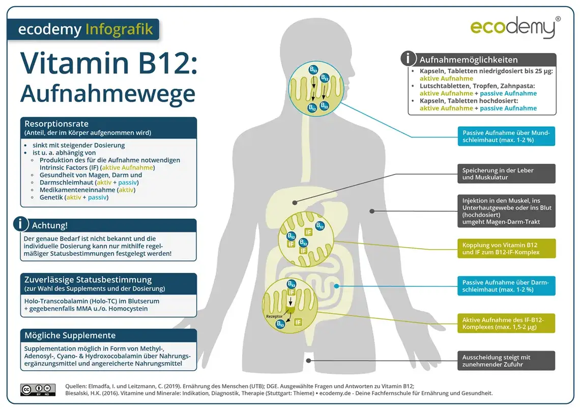 Zdjęcie Vitamin B12: Wichtige Informationen zu Mangel, Quellen und Dosierung