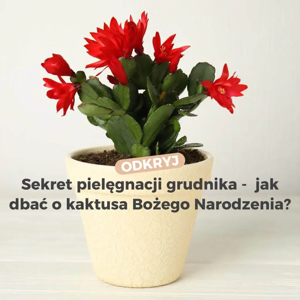 Zdjęcie Jak długo kwitnie grudnik? Odkryj sekrety jego długiego kwitnienia