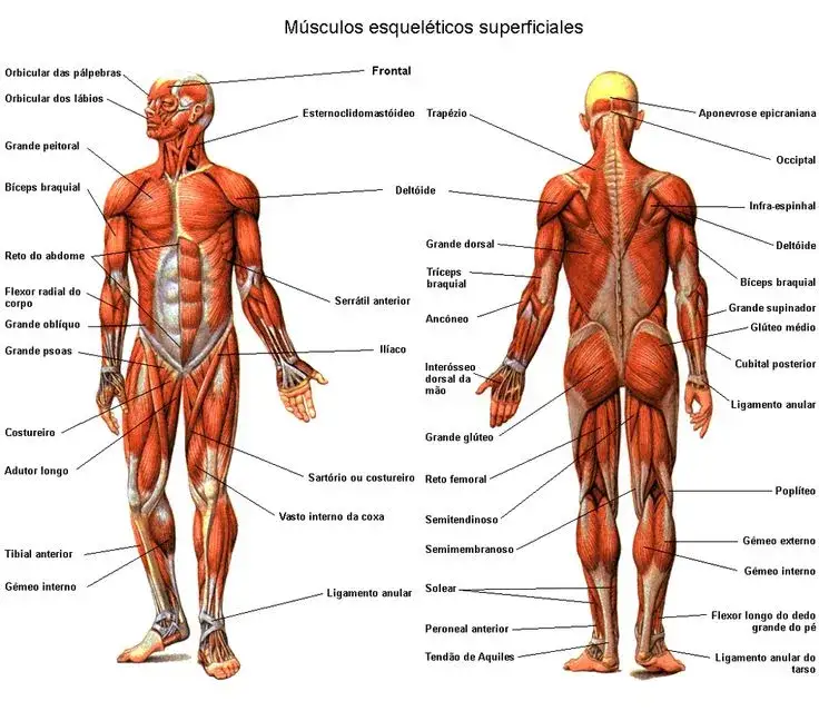 Zdjęcie Todo lo que necesitas saber sobre los músculos del cuerpo humano