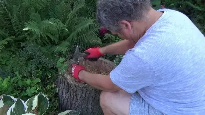 Zdjęcie Jak zrobić kwietnik z pnia drzewa: 7 prostych kroków DIY