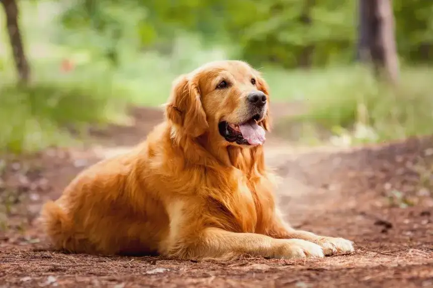 Zdjęcie Czy golden retriever może mieszkać w bloku? Sprawdź, jak to zrobić dobrze