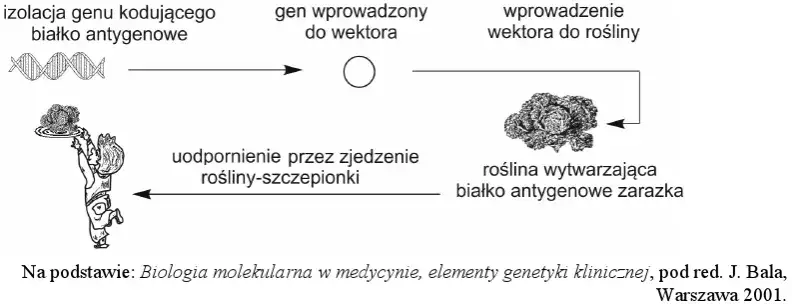 Zdjęcie Co to jest wektor w biologii i jak zmienia inżynierię genetyczną