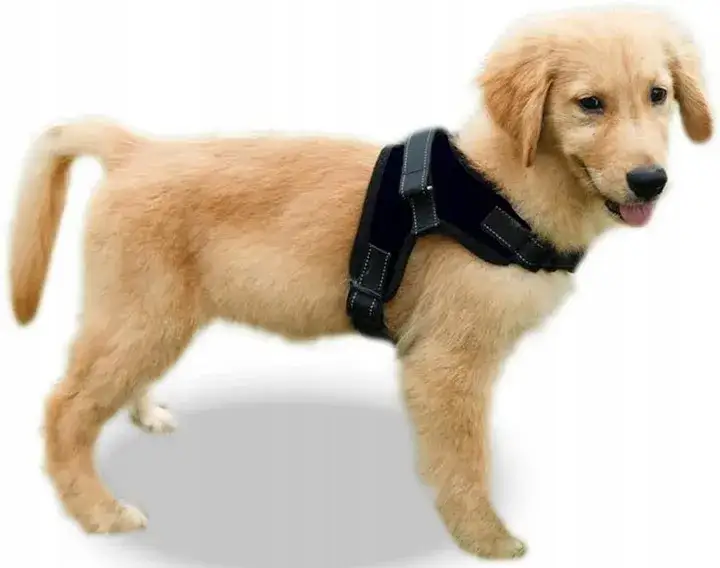 Zdjęcie Obroża czy szelki dla golden retrievera – co wybrać dla psa?