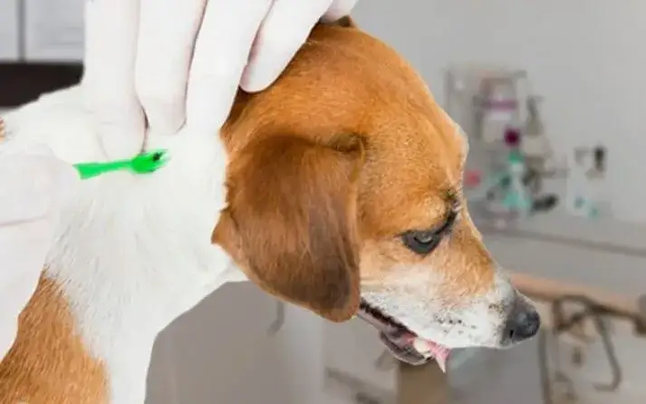 Zdjęcie Cómo matar garrapatas en perros: métodos seguros y efectivos para tu mascota