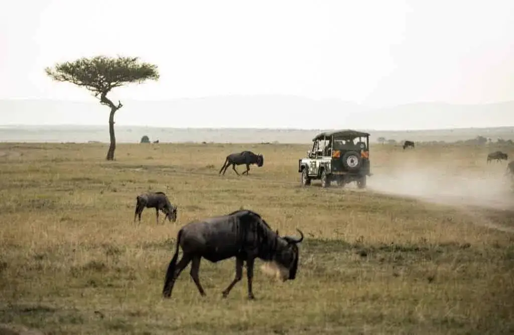 Zdjęcie Kenia kiedy jechać: odkryj najlepszy czas na safari i plażowanie